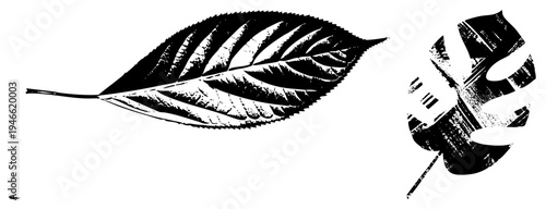 Graphic representation of two leaves, one elongated with serrated edge, one lobed with split veins, rendered in high contrast halftone style.