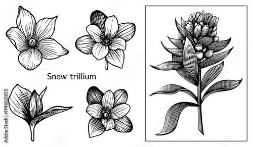 Botanical vector drawing of snow trillium, anatomy, hand drawn botanical illustration, plant specimen, engraved style, nature sketch.