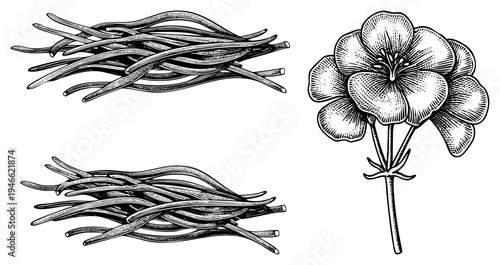 Hand drawn botanical elements including a blooming flower and bundled stems, rendered in classic engraving style with fine and hatching for texture and depth.