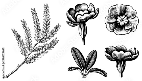 Hand drawn botanical elements including fern fronds and stylized flowers, rendered in classic engraved art, ideal for design or print. Also known as plant sketches or engravings.