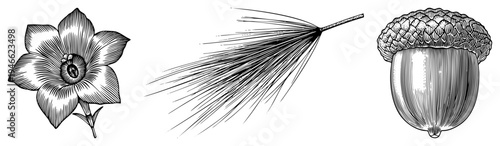 Classic engraved botanical art bell flower, pinecone, acorn. Fine hatching for depth. Perfect for nature, vintage, or educational design.