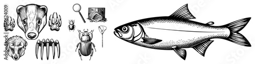 Scientific vector sketches of badger heads and paws, beetle specimens, and a fish with halftone shading, ideal for zoology or natural history reference.