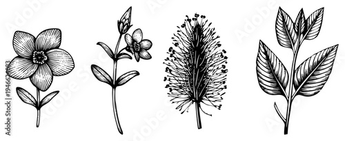 Black and white botanical sketches featuring flowers, stems, and leaves, rendered with fine hatching, ideal for nature design or educational use.