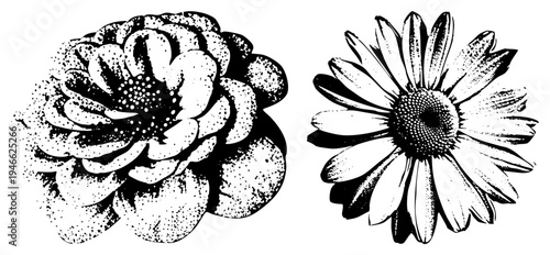 Classic designs rendered with dot, vintage botanical art, stylized peony and daisy, vector graphics, engraved flower motifs.