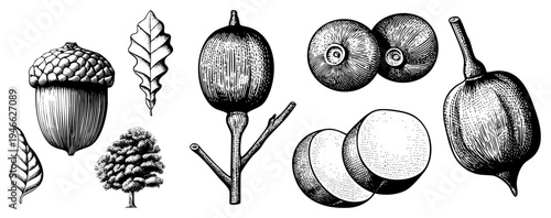 Detailed engraving of oak acorns, leaves, tree silhouette, and seed pods, classic natural history illustration, botanical art, scientific drawing.