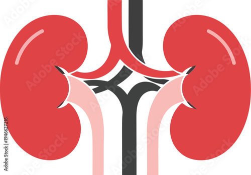 A graphic illustration of a human kidney