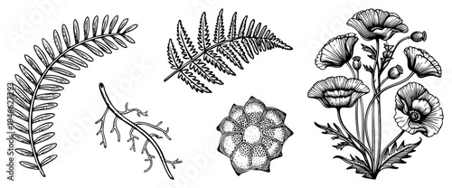 Hand drawn botanical elements including fern fronds, poppy blossoms, seed pods, and twigs, rendered in detailed art for design or print use.
