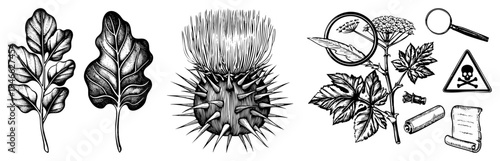 Detailed botanical drawings of oak leaves, thistle, and toxic flora with magnifying glass and warning symbols, engraved style, scientific illustration.