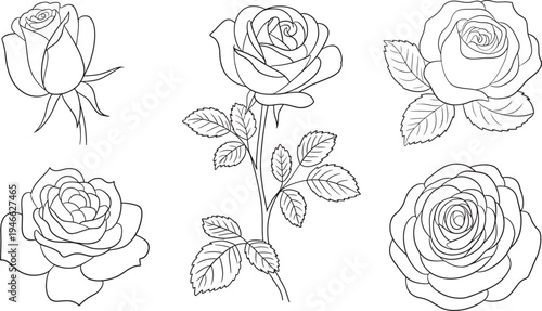 Black and white rose roses flowers plants garden nature