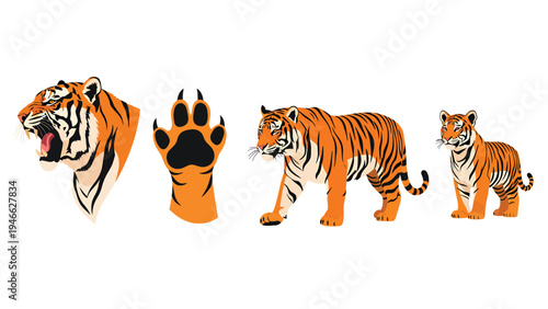 Tiger Vector Set: Adult, Cub, Roaring Head, and Paw Print Illustrations