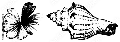 Classic black and white halftone prints of a butterfly and conch, vintage engraving style, isolated nature clipart, marine and flora vector graphic.