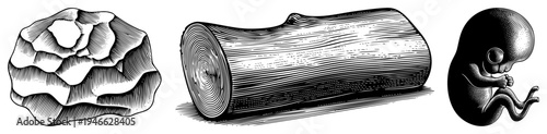 Detailed engraving of a textured rock, a sliced log with growth rings, and a curled fetus each rendered in halftone style with strong contrast and isolated foreground.