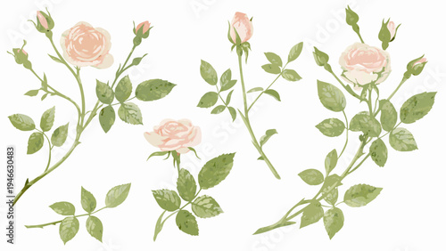 Delicate watercolor illustration of pale pink roses with green foliage