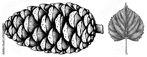 Pinecone and leaf rendered in classic halftone engraving, botanical illustration, nature study, woodcut texture, black and white vector art.