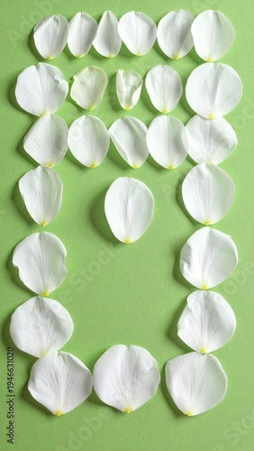 White flower petals arranged in a rectangular frame on a green surface
