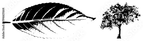 Vector illustration of a detailed leaf and tree, graphic design elements, nature motifs, botanical vector, isolated foreground, art, nature symbols.