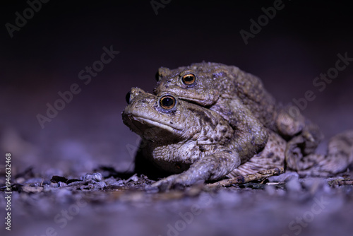 Common toad mating (Bufo bufo) in their natural habitat at night