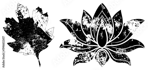 Distressed vector of maple leaf and lotus flower, graphic design, nature symbolism, abstract botanical art, textured stencil effect.