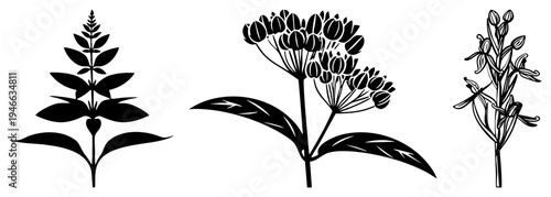Stylized plant illustrations featuring leafy stems and clustered blooms, botanical vector art, plant cutouts, nature design elements, flora graphics.