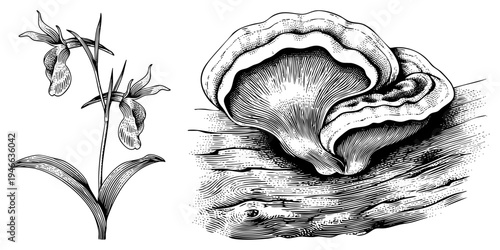 Detailed black and white art of lady’s slipper orchid and shelf fungus, botanical sketch, natural history, scientific illustration, flora and mycology.