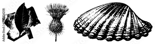 Detailed vector sketches of natural elements leaf fragment, spiky thistle, scalloped, rendered in high contrast, ideal for eco design or print.