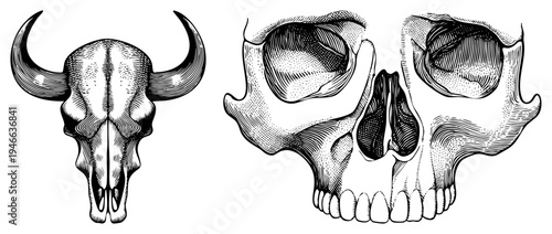 Hand drawn skull illustrations, bovine skull with horns, human skull anatomy, engraved style, black and white vector, skeletal study, artistic rendering.