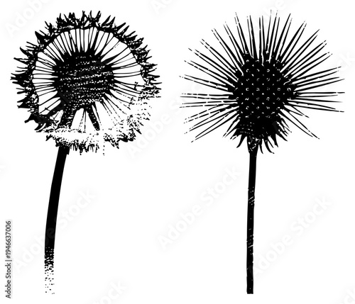 Dandelion clocks with feathery seeds, blowball plants, weed flora, botanical illustration, vector sketch, nature design, garden.