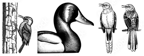 Classic engraved bird illustrations, woodpecker on bark, duck profile, warblers perched, halftone shading, vintage ornithology art.