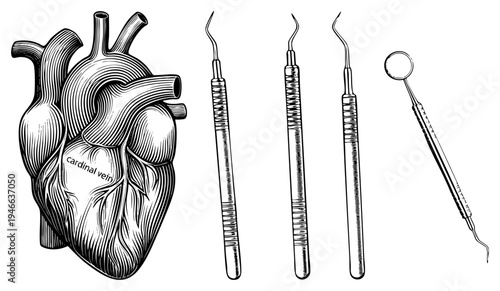 Detailed heart anatomy illustration with labeled cardinal vein, alongside precision dental tools including and mirror, vector medical diagram for educational or surgical reference.