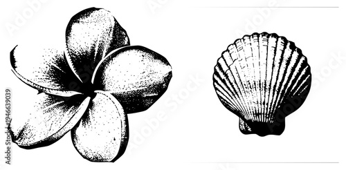 Black and white halftone plumeria bloom and scallop, botanical illustration, nature design, vintage engraving style, and marine motif.