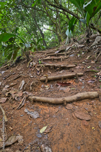 Wooden steps in the Copolia nature trailninside the national park, Mahe Seychelles.j
