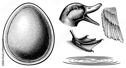 Classic engraved duck including egg, head, wing, foot, and water ripples, rendered in dot shading technique, ornamental naturalist design.