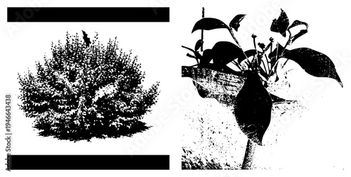 Dense shrub foliage and flowering plant rendered in high contrast halftone, vector silhouette, botanical illustration, graphic design element, black and white.