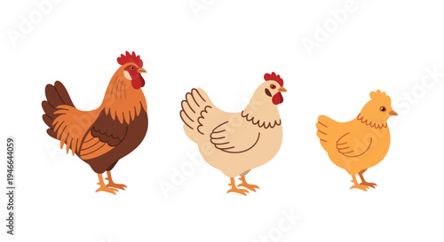 Three Chickens Standing Side by Side.