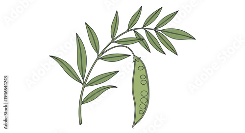 Green Pea Pod with Leaves Illustration.
