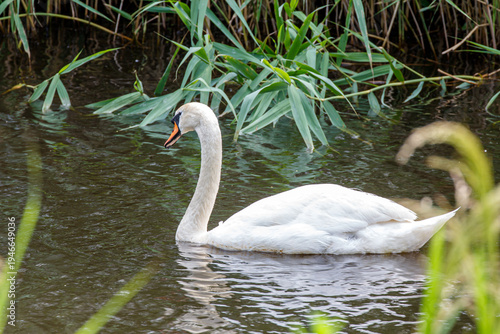 swan on the water