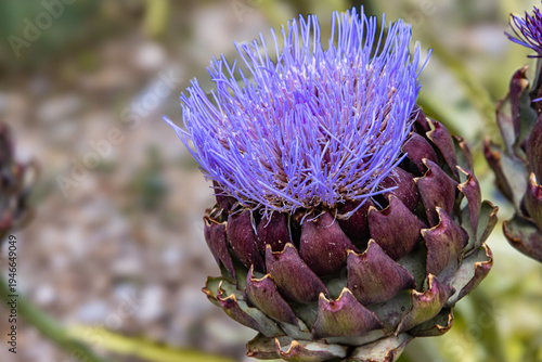 purple artichoke flower