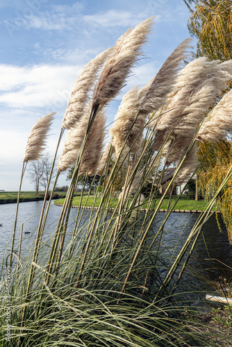 reeds in the water