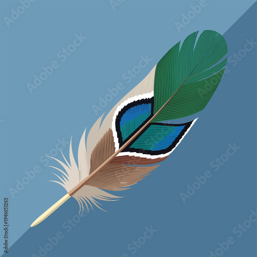Mallard Duck Feather on Blue Background