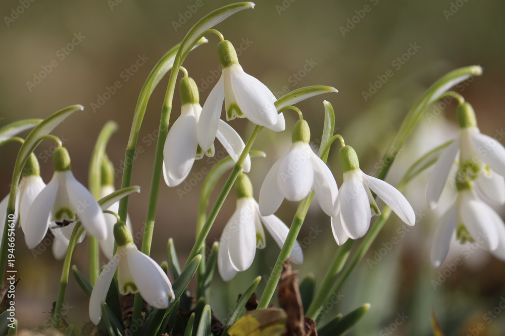 Obraz premium Flowering white snowdrop (Galanthus nivalis) plants in spring garden