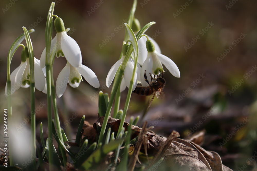 Fototapeta premium Bee on flower of white snowdrop (Galanthus nivalis) plant in spring garden
