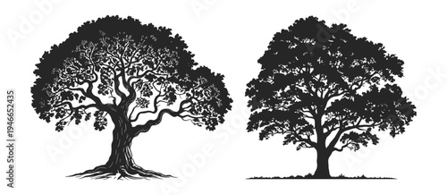 Tree Silhouette Vector, two large mature trees with detailed branches, black and white nature illustration