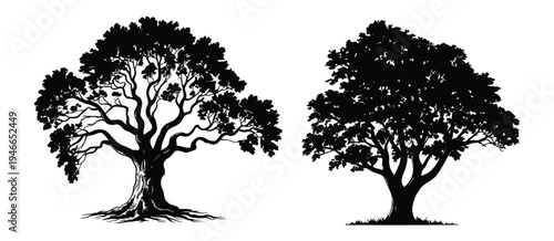 Tree Silhouette Vector, two large mature trees with detailed branches, black and white nature illustration