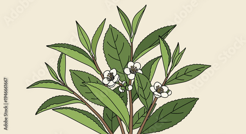 Camellia Sinensis Tea Plant Branch With Leaves and Flowers
