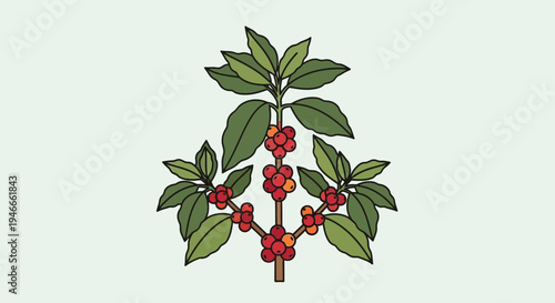 Coffee plant with red berries and green leaves on light green background