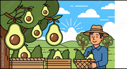 Farmer Harvesting Ripe Avocados from Tree into Basket and Crates