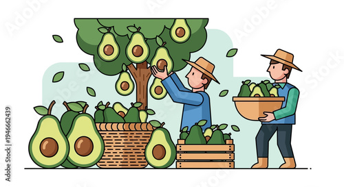 Farmers Harvesting Avocados from Tree, Healthy Food Production