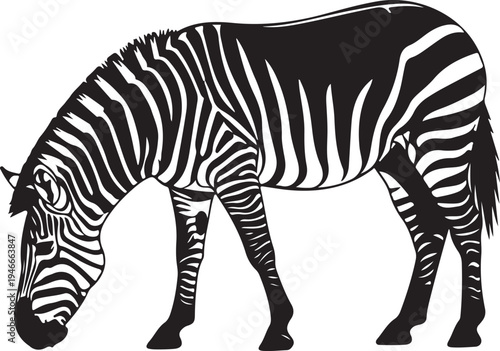 Black and white zebra grazing in profile view.