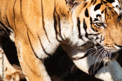 Close up of Bengal Tiger