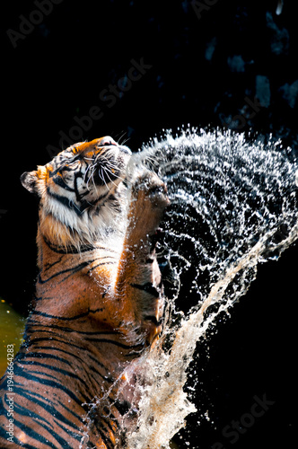 Sumatran tiger in water